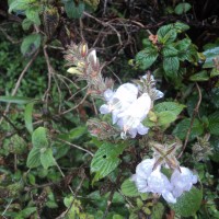 Strobilanthes viscosa (Arn. ex Nees) T.Anderson